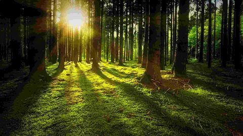 Wald Wald